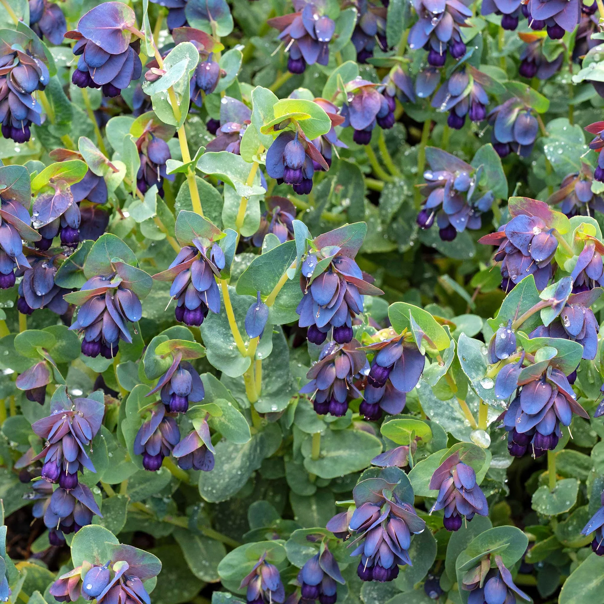 Honeywort for Dogs: Hardy Perennials Play Zone & Urine-resistant Plant Guide