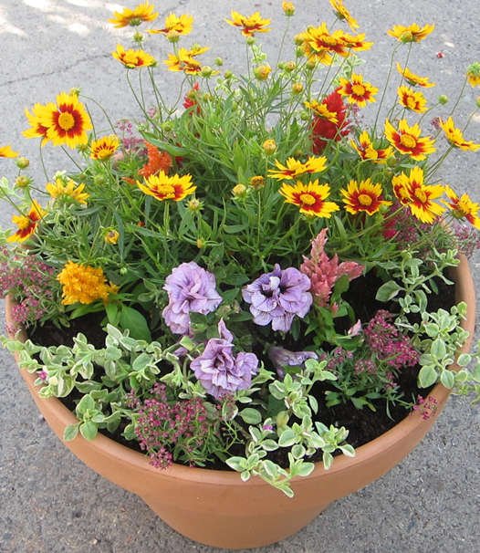 Dog-Friendly Garden Pots: Stop Digging & Cultivate Your Garden Treasures