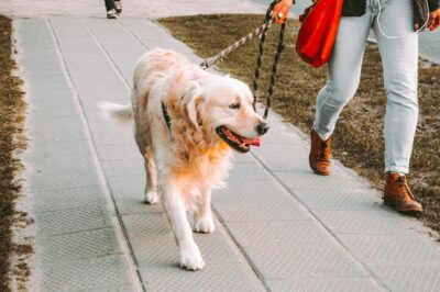 Urban Dog Exercise Tips: Responsible Ownership for Park Play & Leash Walks