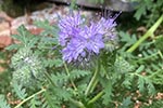 Lacy Phacelia is a drought tolerant California native plant that is not toxic to cats or dogs