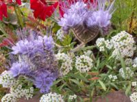 Lacy Phacelia and Alyssum are pet safe California native plants that are drought tolerant