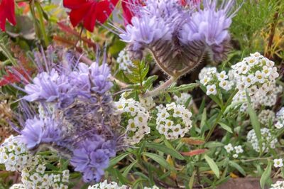 Pet Friendly Sweet Alyssum | Lobularia Is Non Toxic to Dogs & Cats