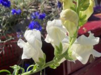 white snapdragons and blue bachelor buttons. Snapdragons are California native plants but not drought tolerant. Bachelor buttons are drought tolerant but not native to California.