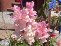 pink blushed snapdragon flowers are pet safe and native to California but not drought tolerant