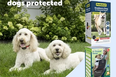 PetSafe In-Ground Fence: Non-Toxic & Safe Fencing Solutions