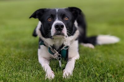 Leash-Walking vs. Dog Parks: Optimal Exercise for Active Breeds