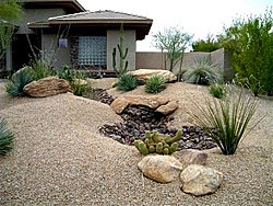 Xeriscaping in New Mexico: Drought-Resistant Ground Cover & Pet-Safe Native Plants