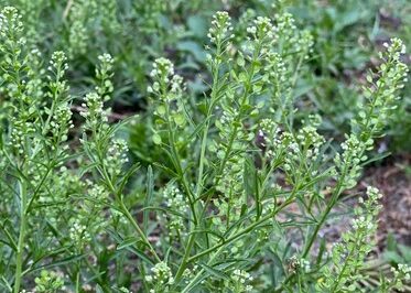 Is Virginia Pepperweed Toxic to Dogs? No It is Pet Safe