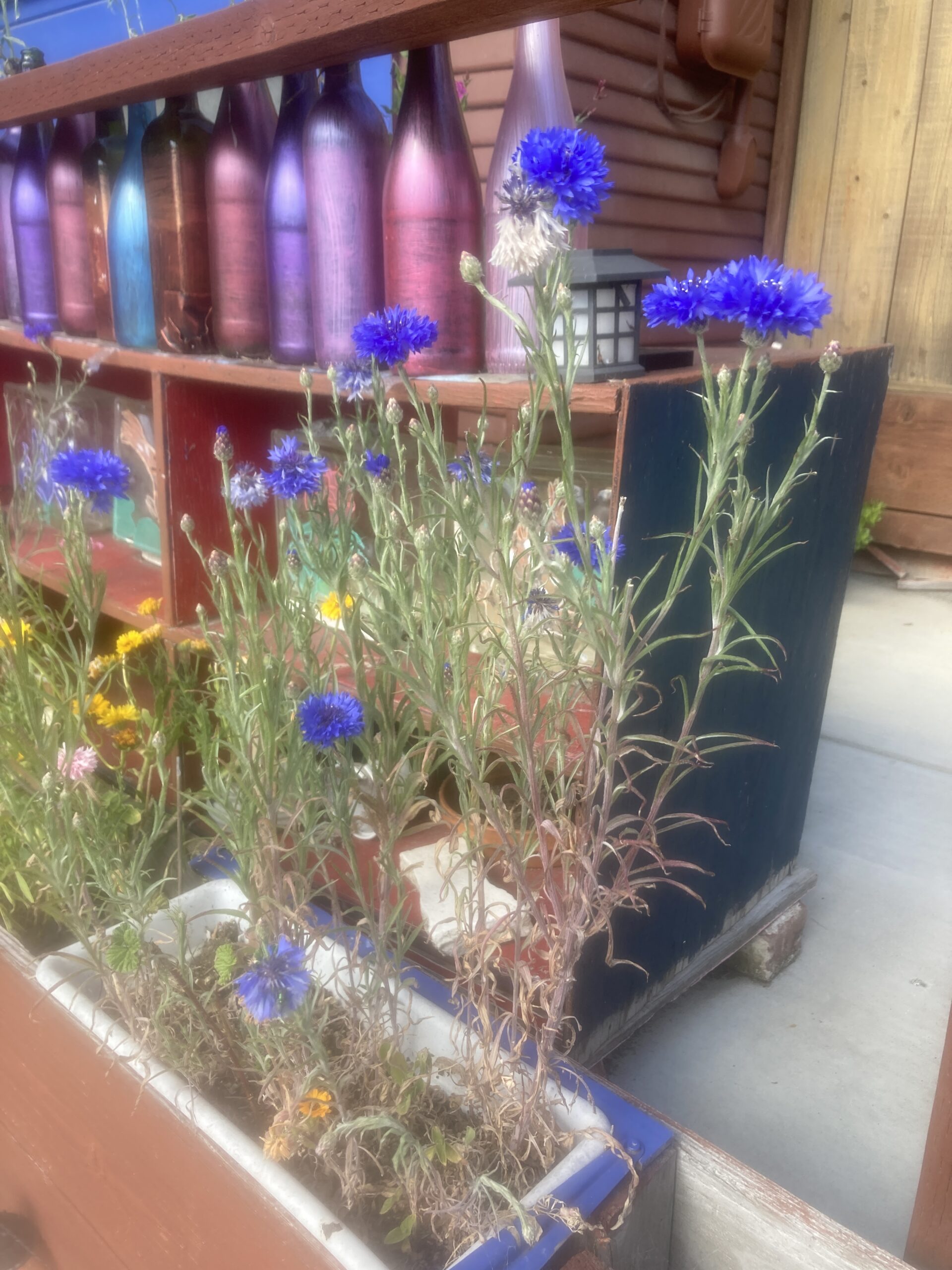 cornflowers aka bachelor buttons