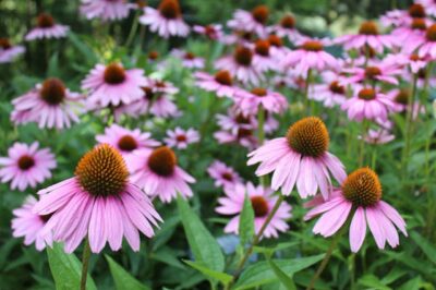 Yes White Coneflowers Are Safe for Pets