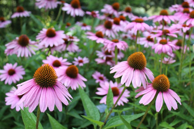 purple coneflowers echinacea pet safe flower