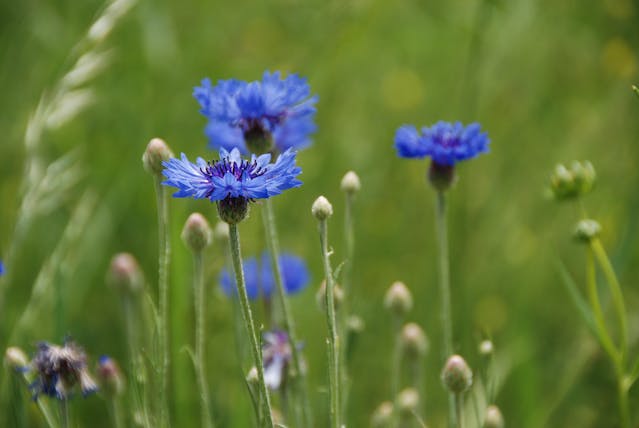 blue cornflowers aka bachelor buttons 