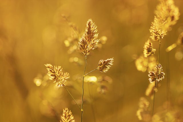 Pet Safe Plants That Are Drought & Heat Tolerant