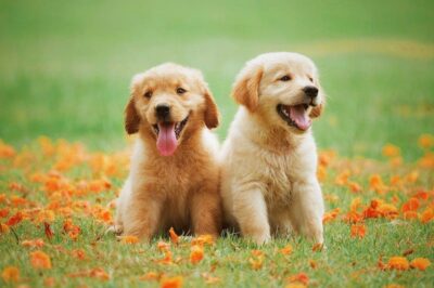 Golden Retriever Puppy Training: Social Skills & Adaptation Techniques