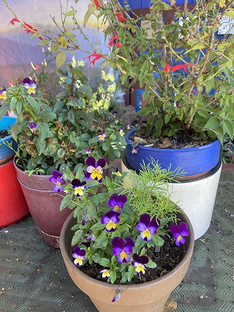 dwarf pansies "johnny jumps", fuchsia and pineapple sage pet friendly plants in Lovie's Pet Safe Garden