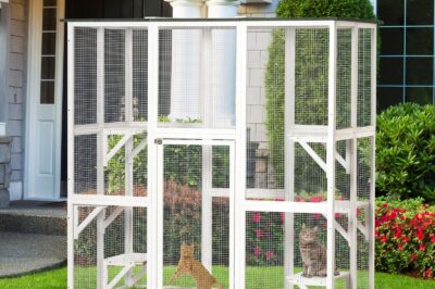 Outdoor Cat Enclosure Guide: DIY PawHut Wooden Catio Plans & Tips