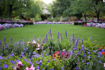 Texas Pet-Friendly Gardens: Colorful, Edible Zen Backyard Designs