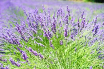 Lavender Is Safe for Pets & Your Garden