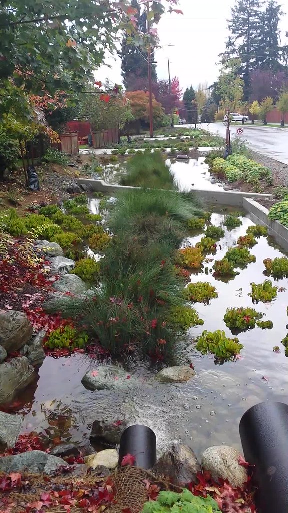 Pacific Northwest Pet-Pet Safe Shade Plants for Rain & Patio Gardens in Seattle