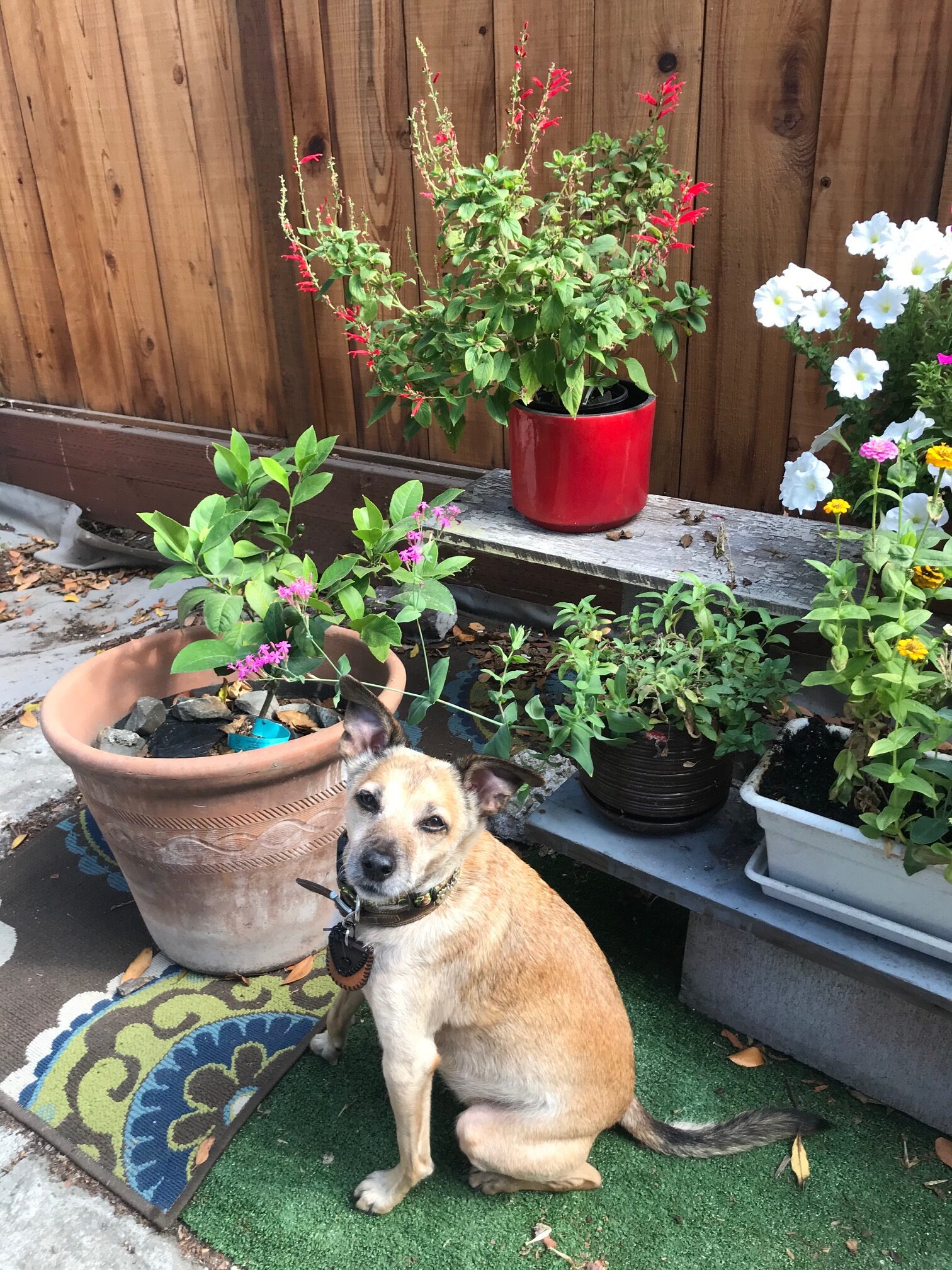 The Best Perennial Flowers Safe for Cats & Dogs
