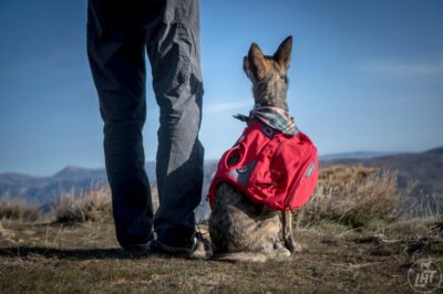 Rescue Dog Adventures: Hiking, Road Trips & Gear for Safety and Fun