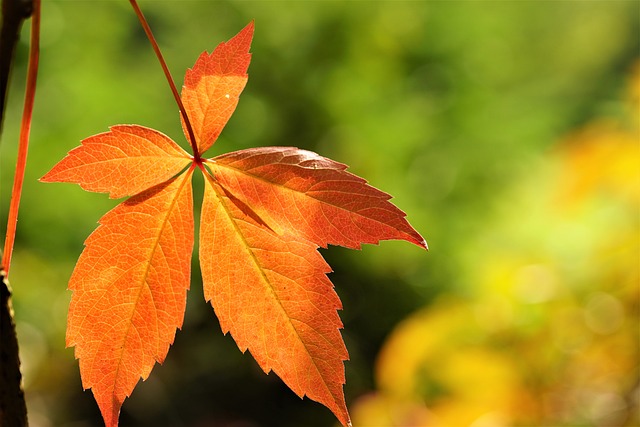 virginia creeper is not pet safe