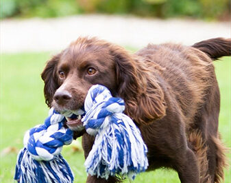 5-Minute Cocker Spaniel Training: Daily Drills for Busy Owners