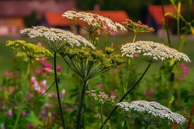 Yarrow or Achillea Is Toxic to Cats, Dogs & Other Pets