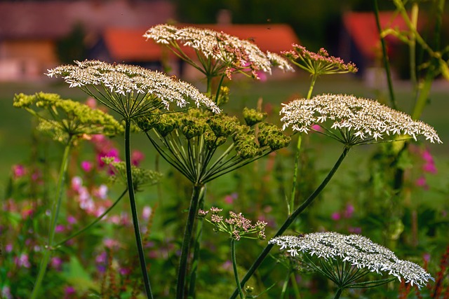 yarrow flowering plant is NOT pet safe