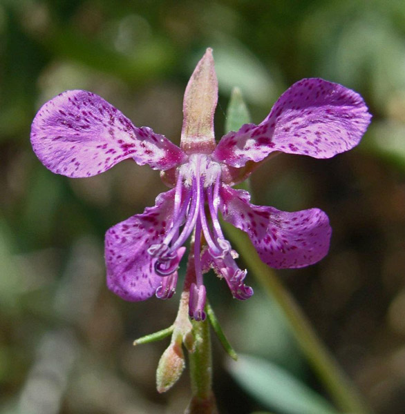 clarkia california native flower safe for dogs and cats