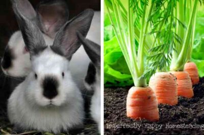 Pet Rabbits In Gardens: Hutch Designs & Edible Vertical Gardens