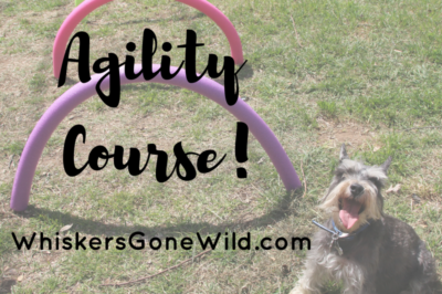 How to Make A Backyard Dog Agility Course: DIY Obstacles & Custom Set Tips