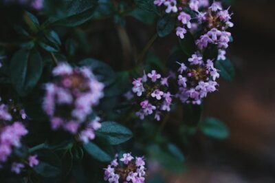 Creeping Thyme Is Safe For Dogs & Cats Not Poisonous