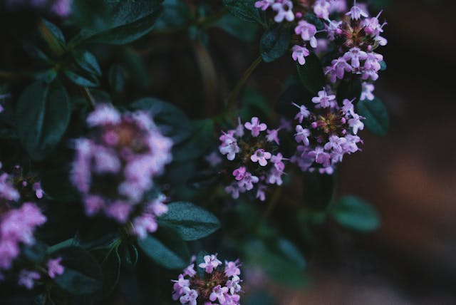 creeping thyme is a ground cover plants safe for dogs