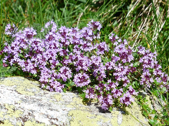 creeping thyme safe for dogs makes a dog and pet friendly ground cover