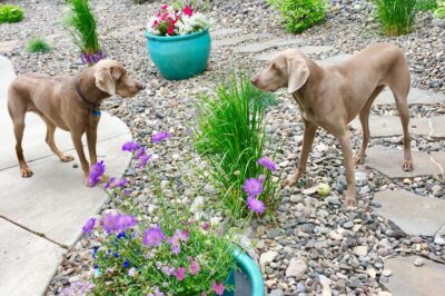 Best Eco-Friendly Hardscaping for Dog Play & Run Areas