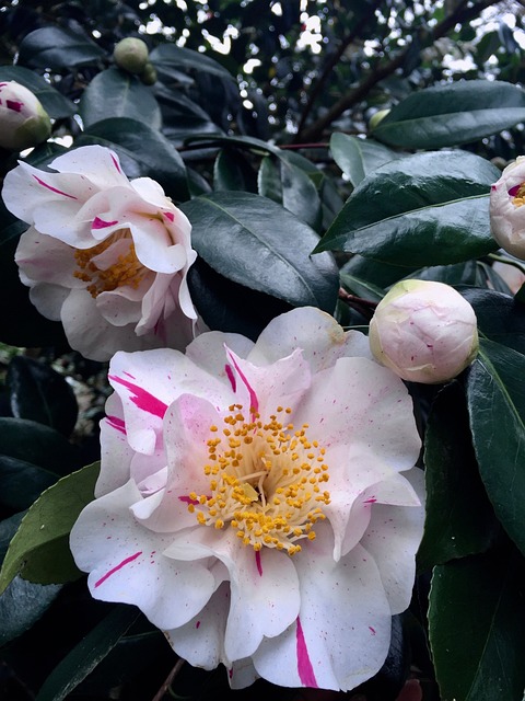 camellia bush pet safe