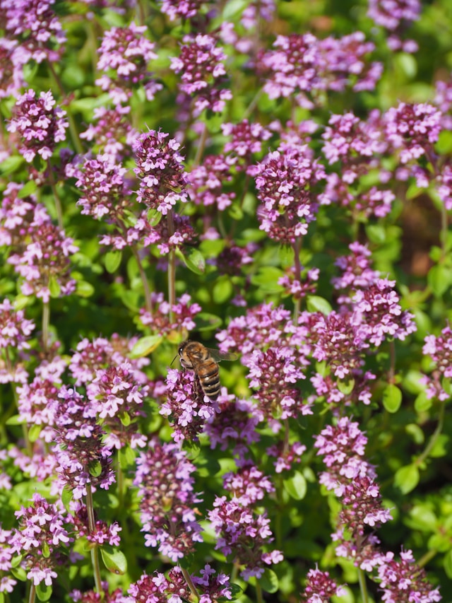 creeping thyme is a ground cover plants safe for dogs