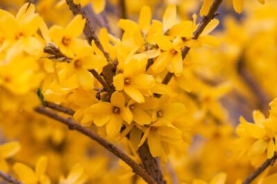 Forsythia Is Not Toxic To Dogs, Cats & Horses