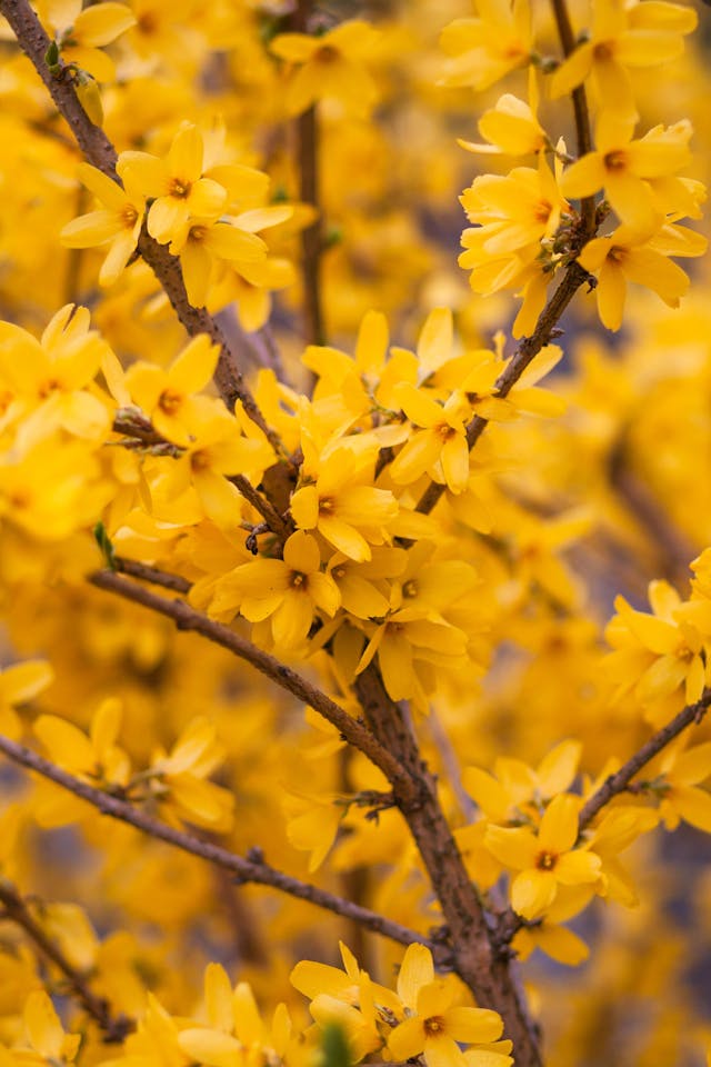 forsythia not toxic to dogs, cats or horses