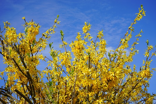 forsythia safe for dogs, cats and horses verified by ASPCA