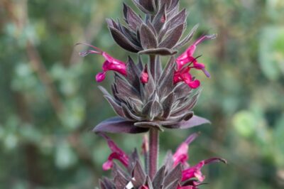 Hummingbird Sage Is Not Toxic to Dogs & Cats