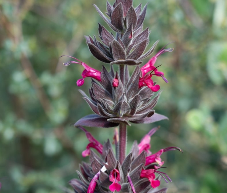 is hummingbird sage toxic to dogs no Salvia spathacea is dog safel This photo is from iNaturalist