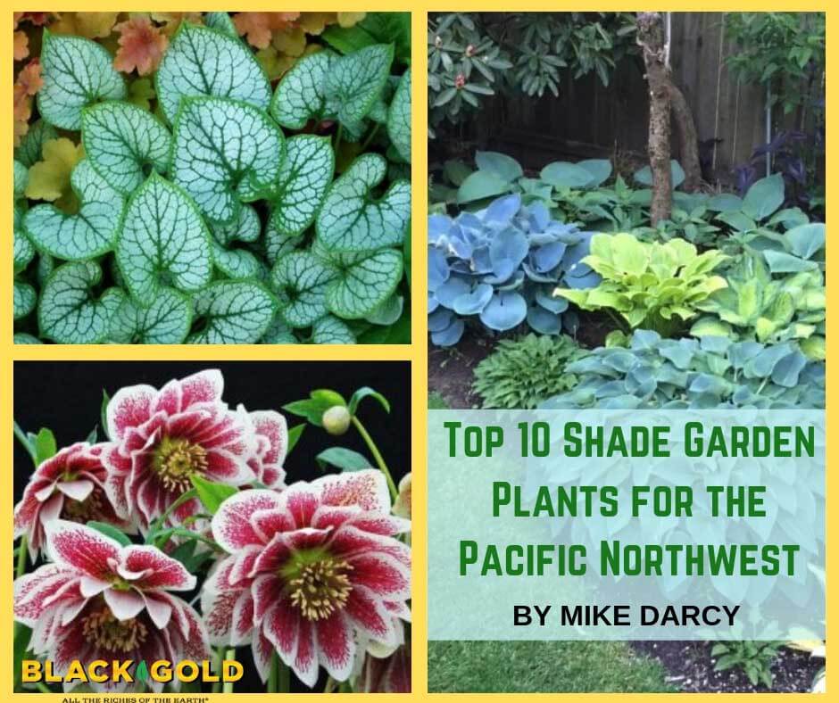 Pet-Safe Shade Plants for Rain & Patio Gardens in Pacific Northwest like Seattle