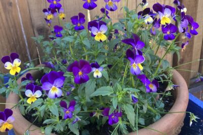 Pansies Are Safe For Cats, Dogs & Other Pets