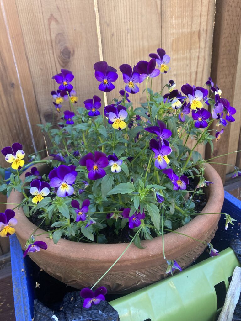 johnny jump ups pansies