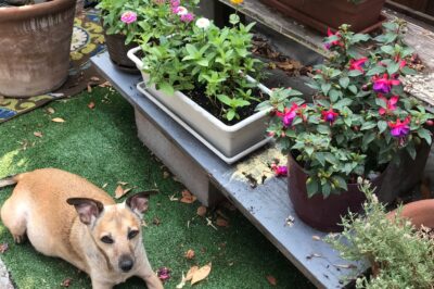 69 Drought Resistant Plants Safe for Dogs, Cats & Horses