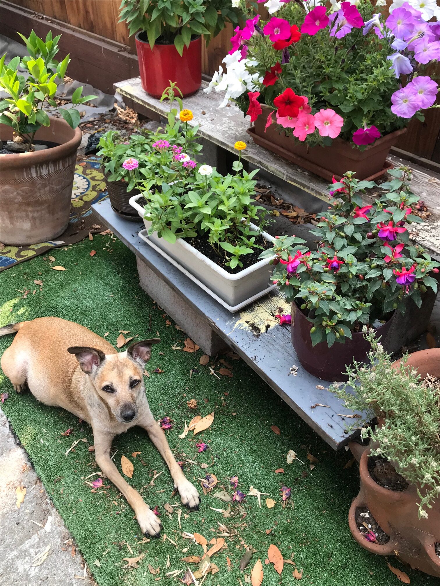 drought resistant landscape plants safe for dogs, cats & horses