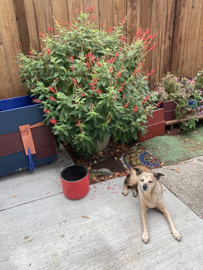 is pineapple sage toxic to dogs, no pineapple sage is dog safe