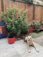 is pineapple sage toxic to dogs, no pineapple sage is dog safe